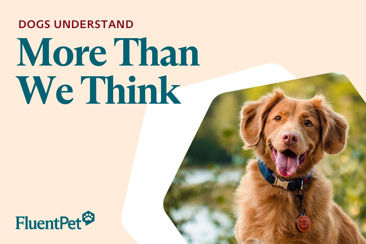 Dogs Understand More Than We Think