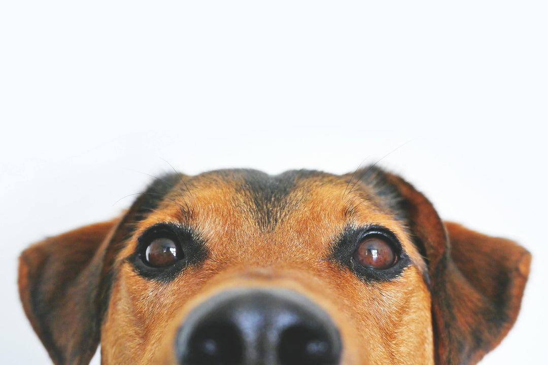 What Could Your Dog's Face Be Telling You?