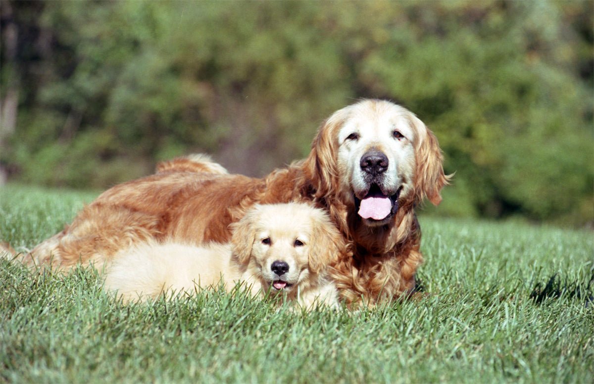 How Long Do Dogs Really Live?