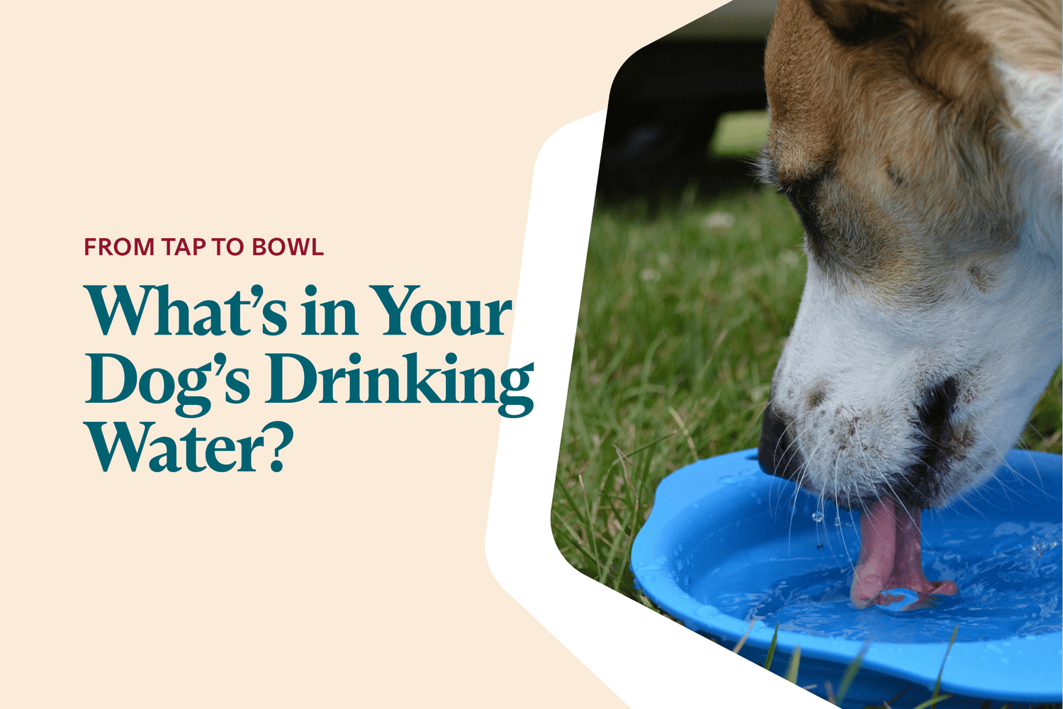 What’s in your dog’s drinking water?
