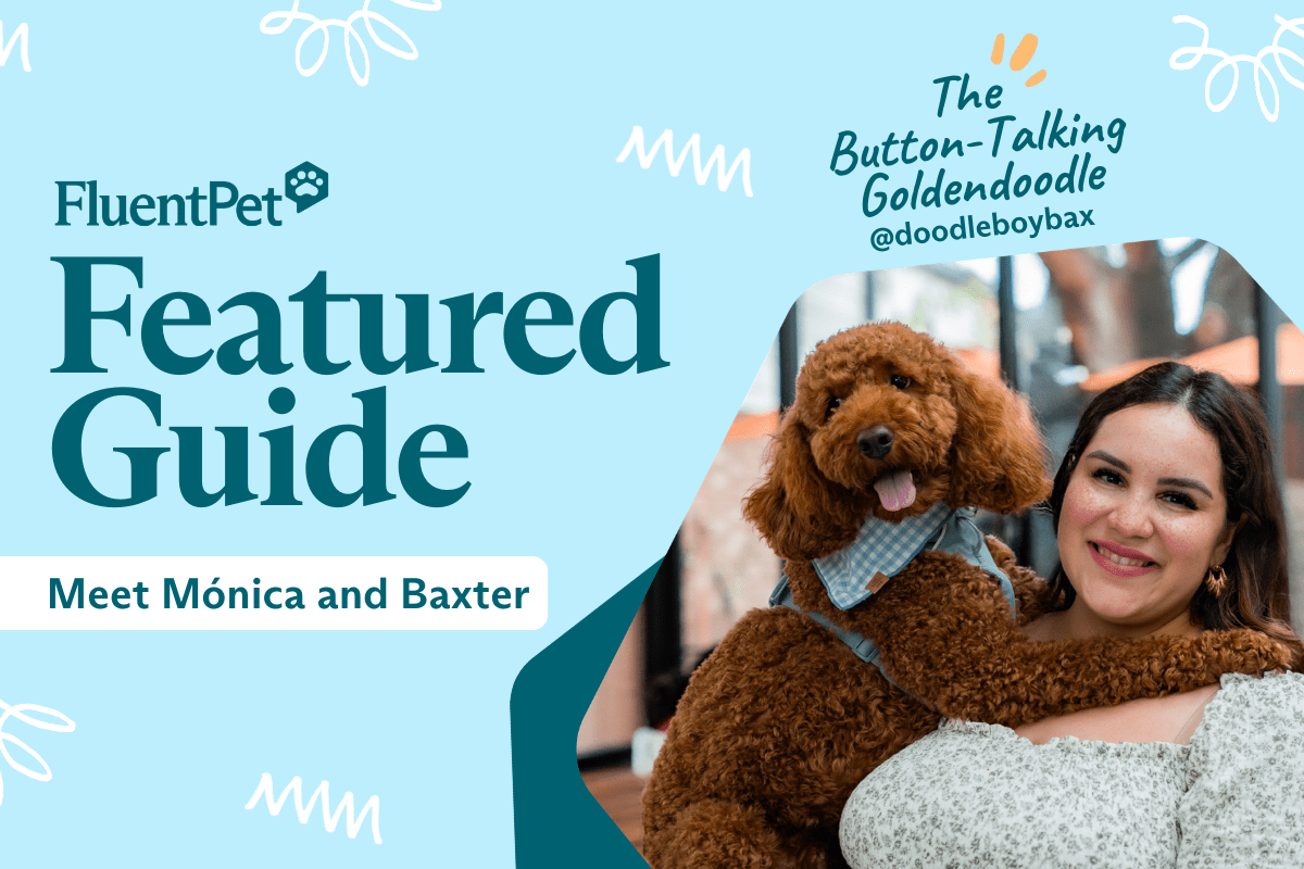 Meet Mónica and Baxter, the Button-Talking Goldendoodle