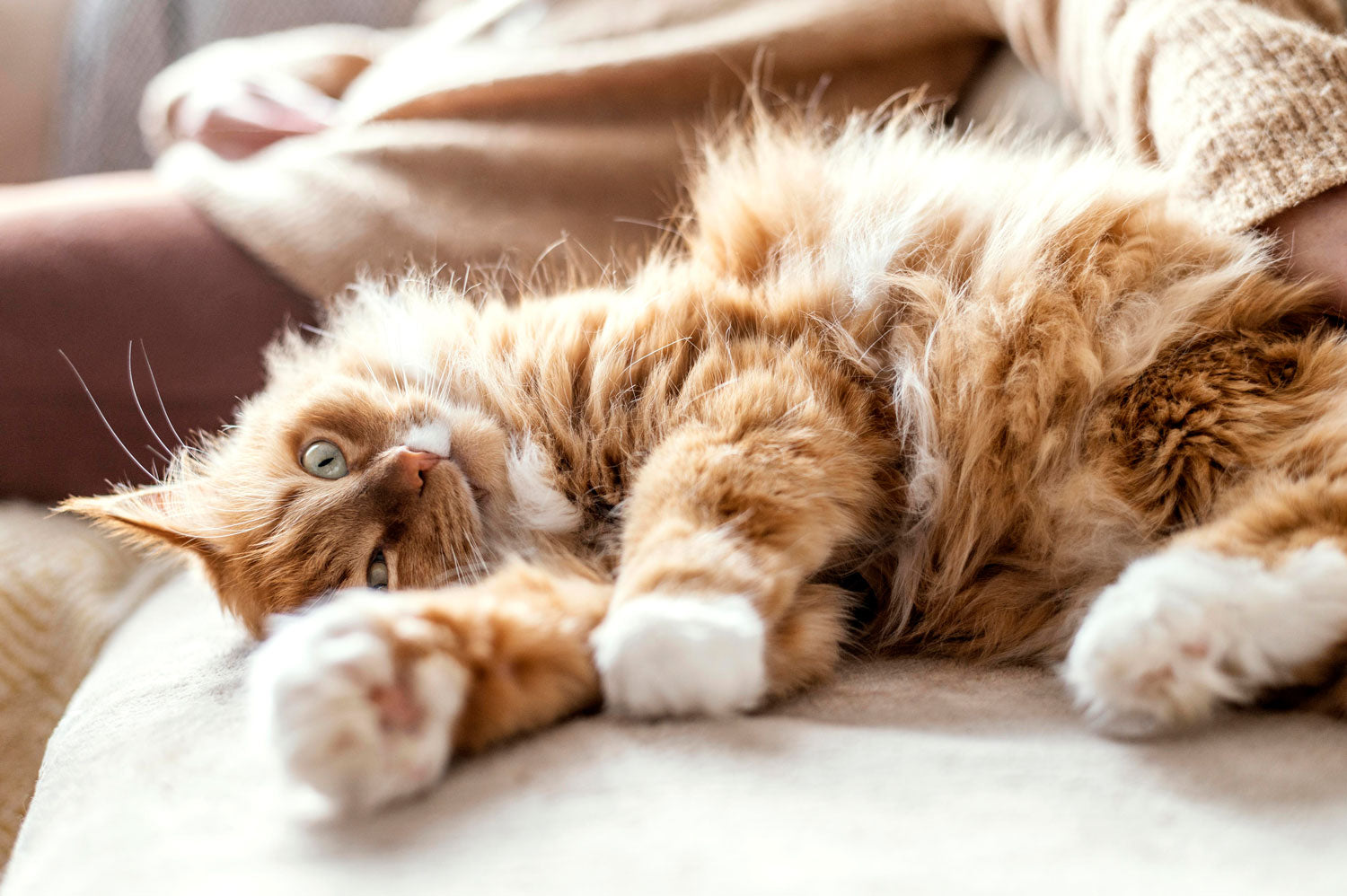 How To Read Your Cat's Body Language