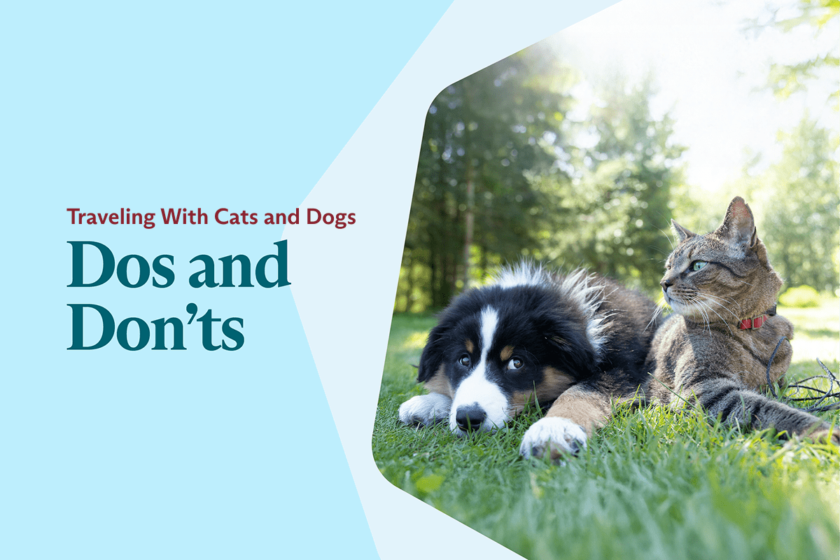 Traveling with Dogs and Cats: Dos and Don’ts