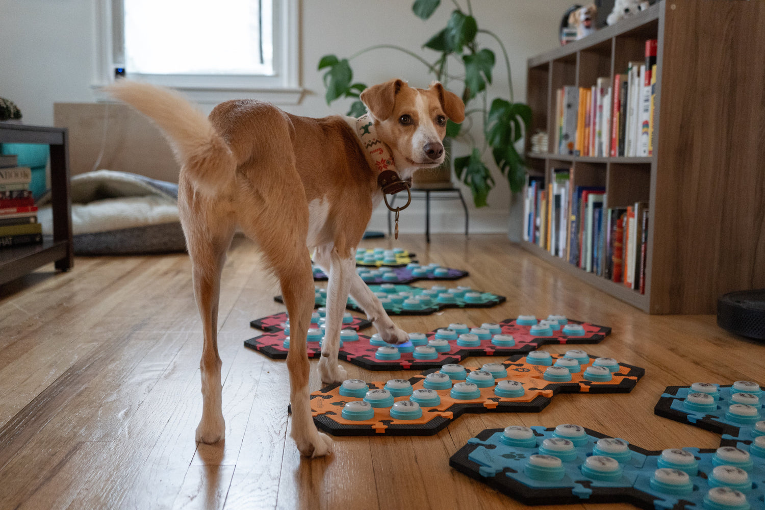 Meet Sascha and Parker : How Parker Leaned to Talk!