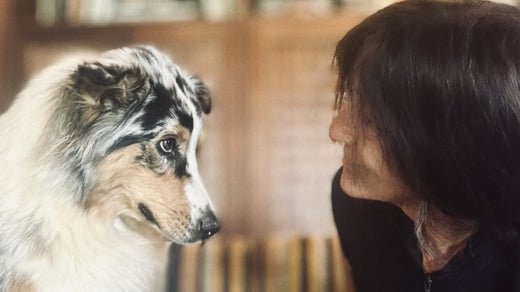 From "Go to Bed" to "Help!": The Journey of Blue's Button Communication