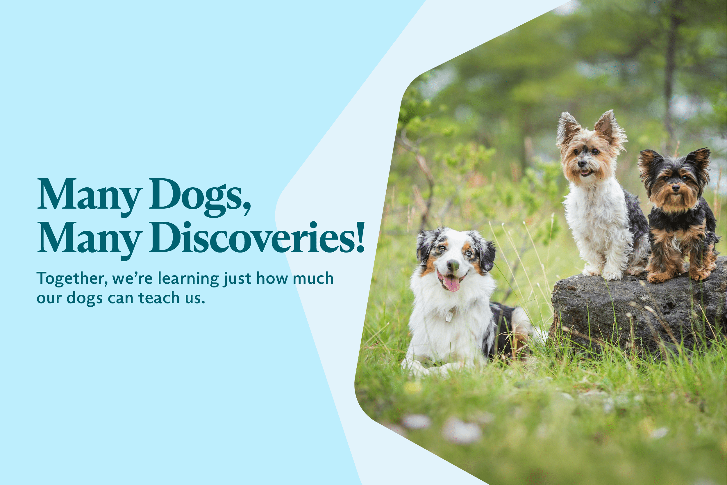 Many, Many Dogs...