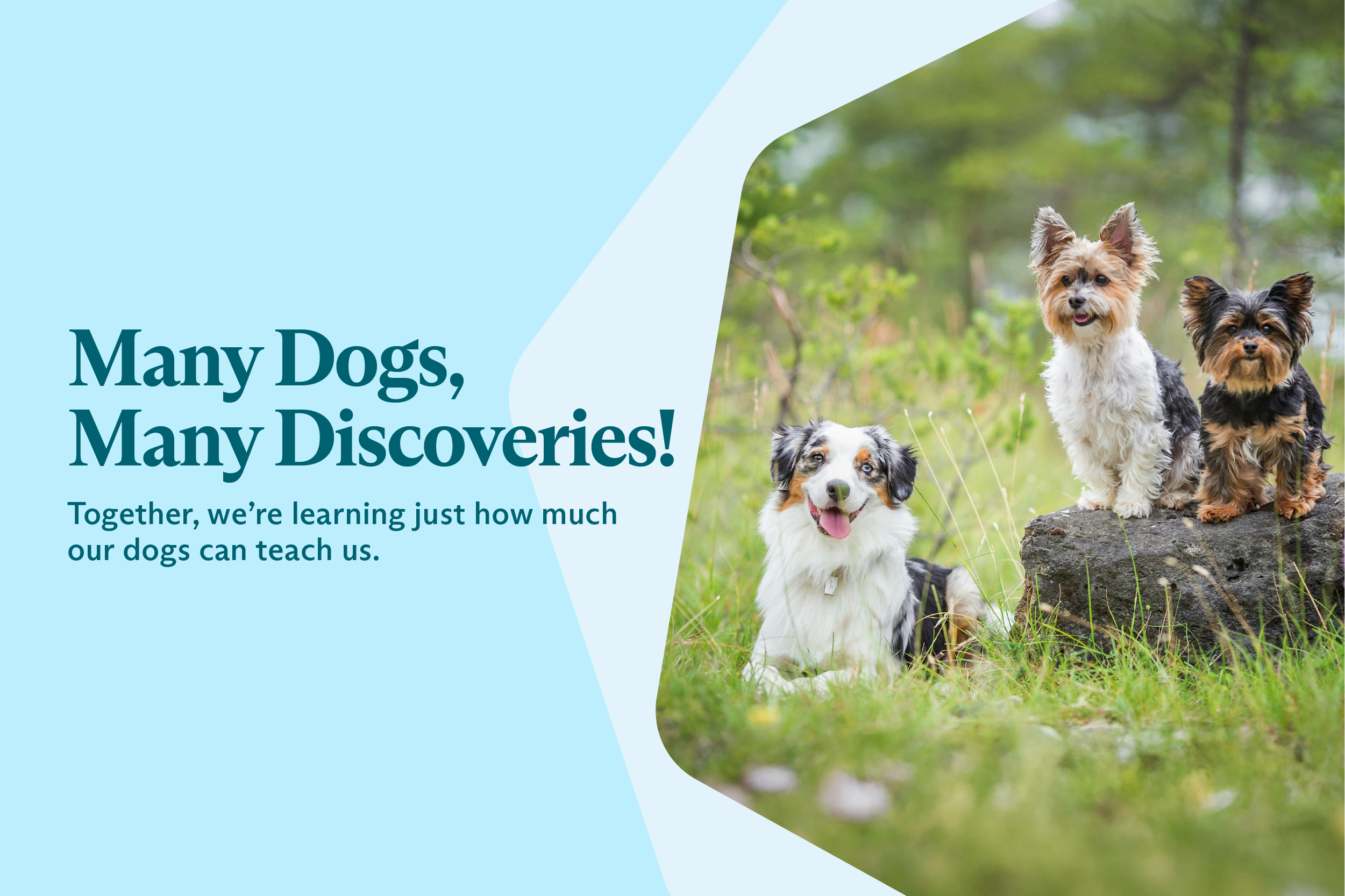 Many, Many Dogs...