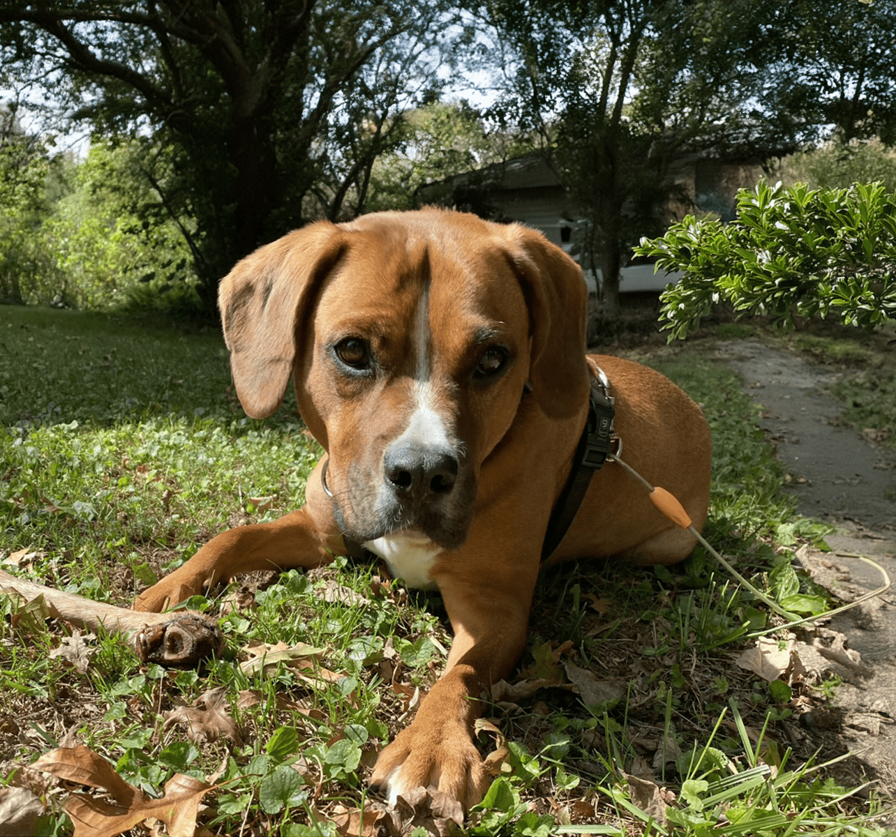 My Reactive Dog Just Wants to Be Safe