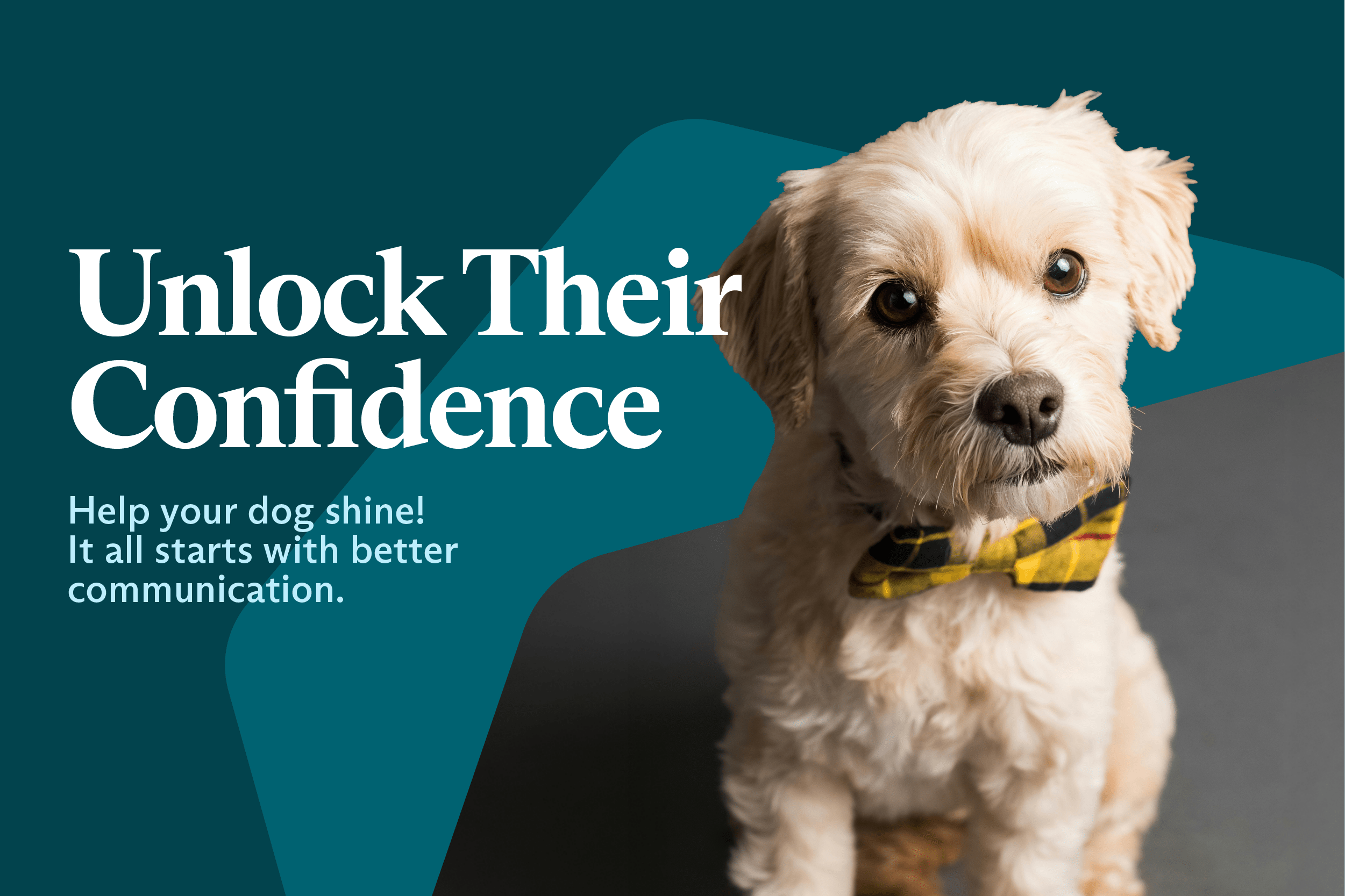 Is Your Dog Ready to Shine?