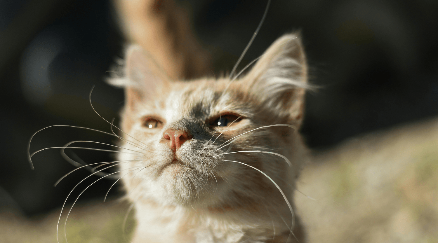 Have Safe Summer Fun With Your Dogs and Cats