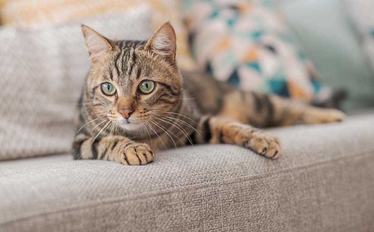 Can you target train your cat to Speak with Buttons?