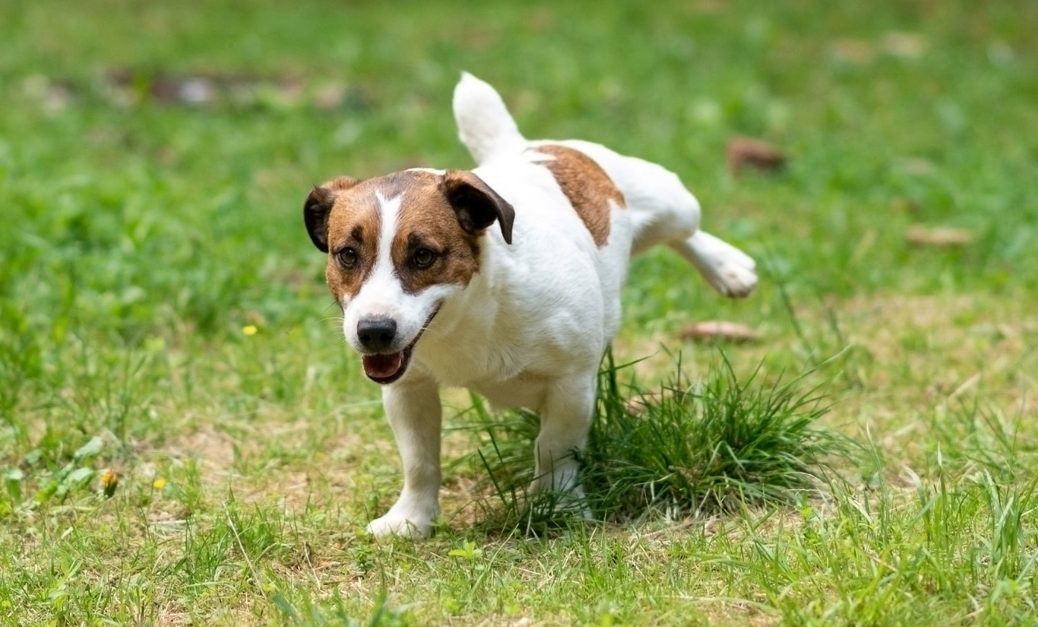 How to Train Your Dog to Pee Outside in 4 Steps