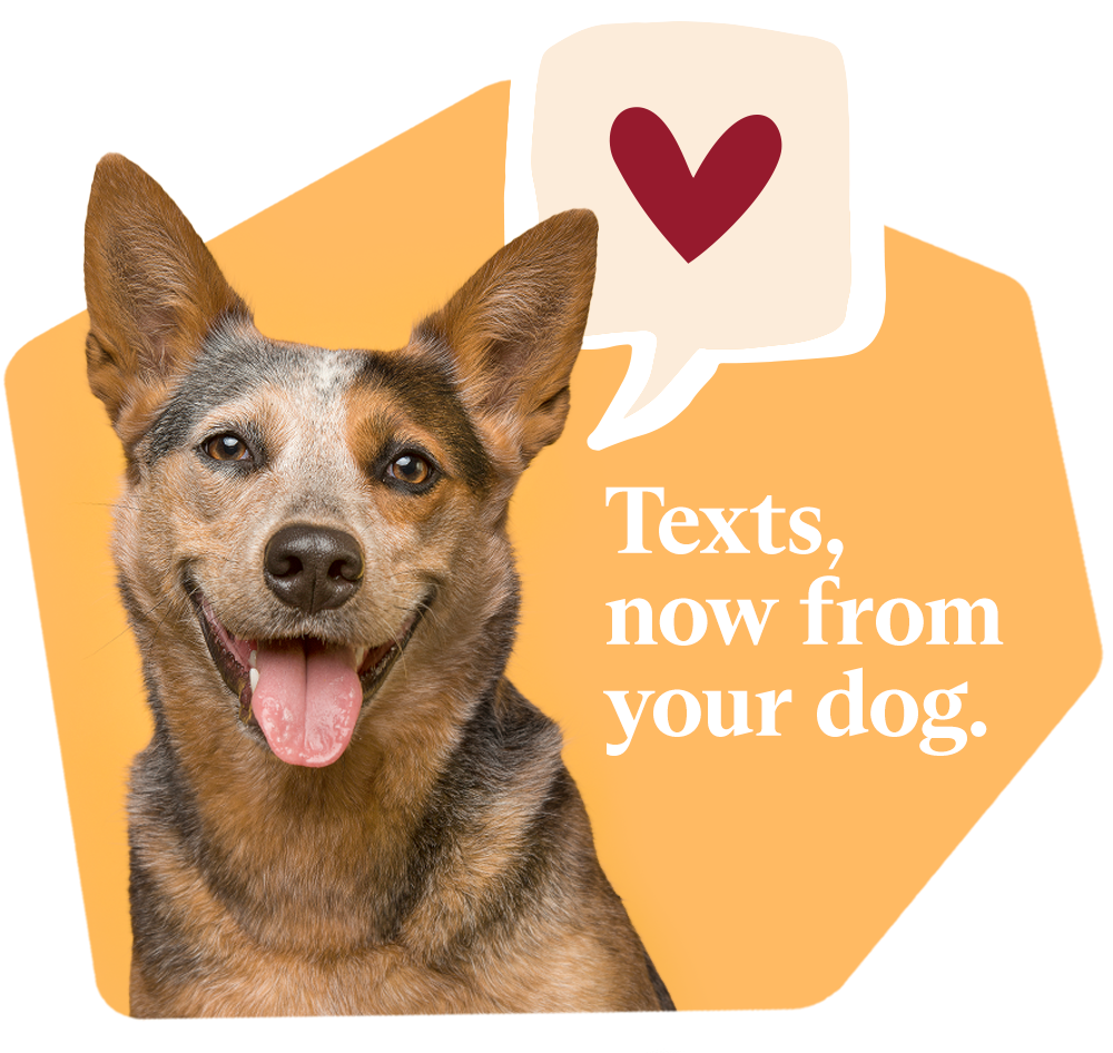 Dog Sending You a Text