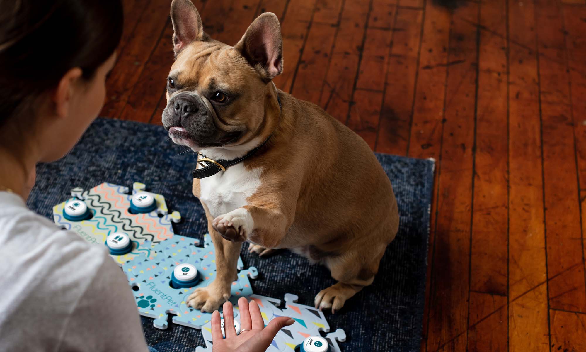 We’re on a mission to realize the potential of the animals we live with