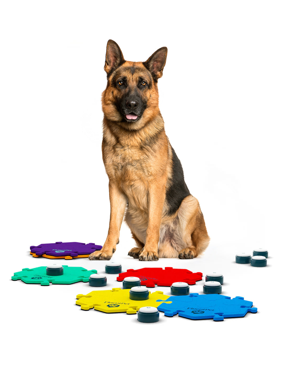 A dog with a FluentPet Key Vocab Kit in bold colors and basic buttons.
