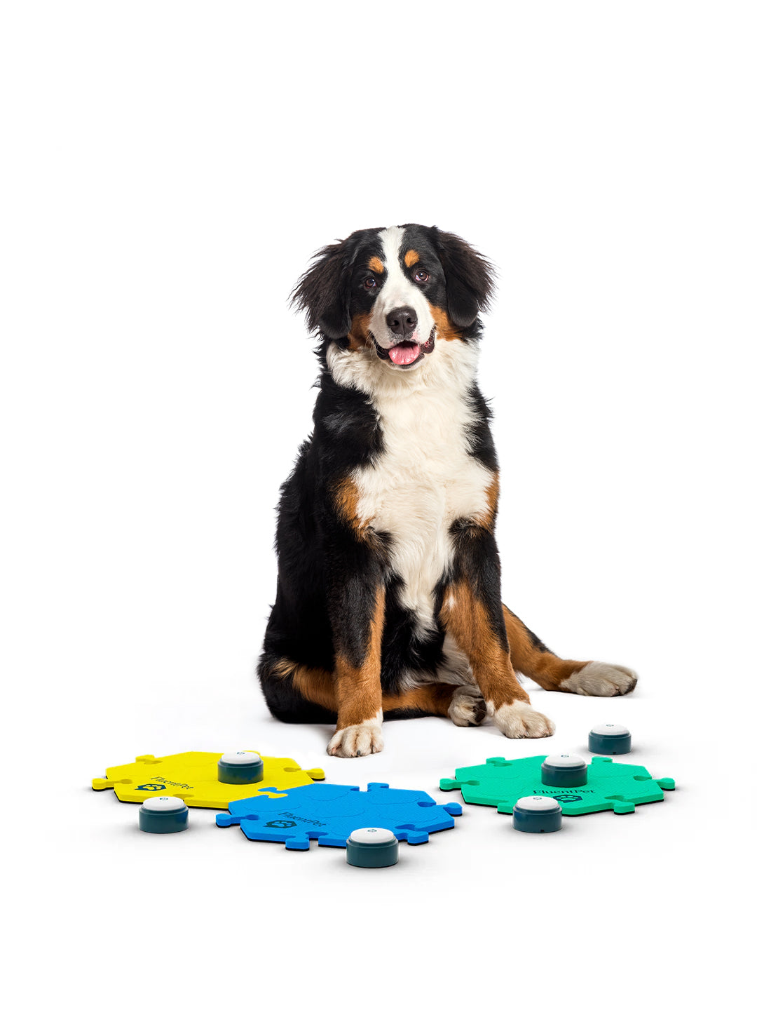 A dog with a FluentPet Get Started Kit with yellow, blue and green HexTiles and basic buttons.