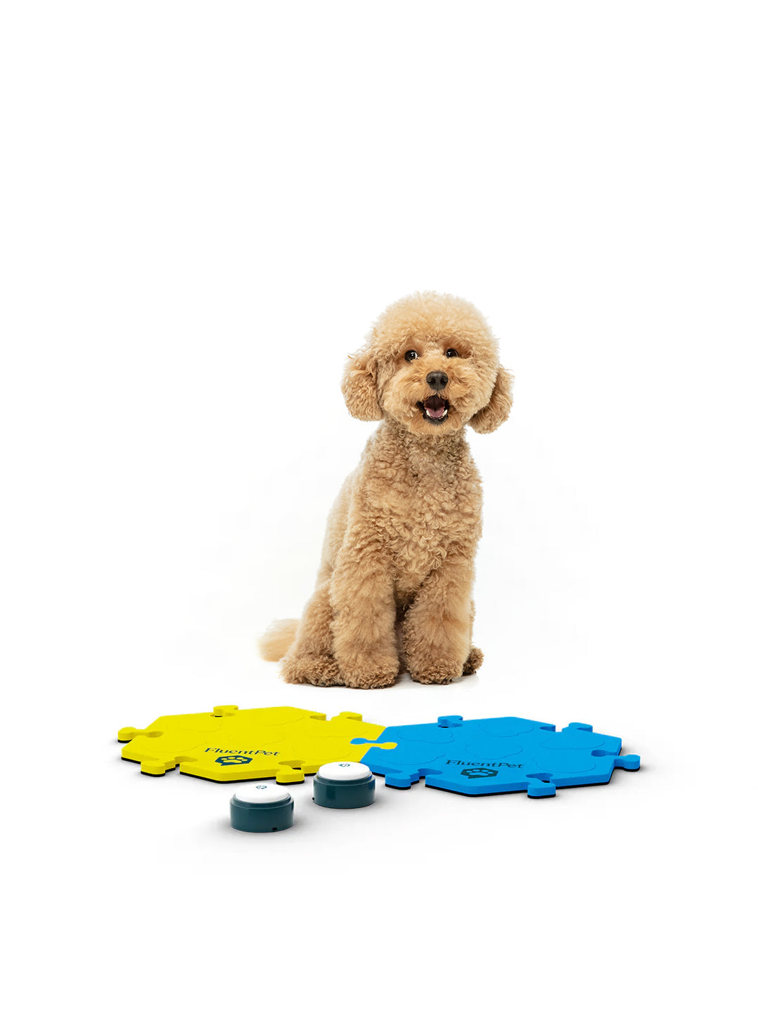 A dog with a FluentPet Tester Kit in yellow and blue and two basic buttons.