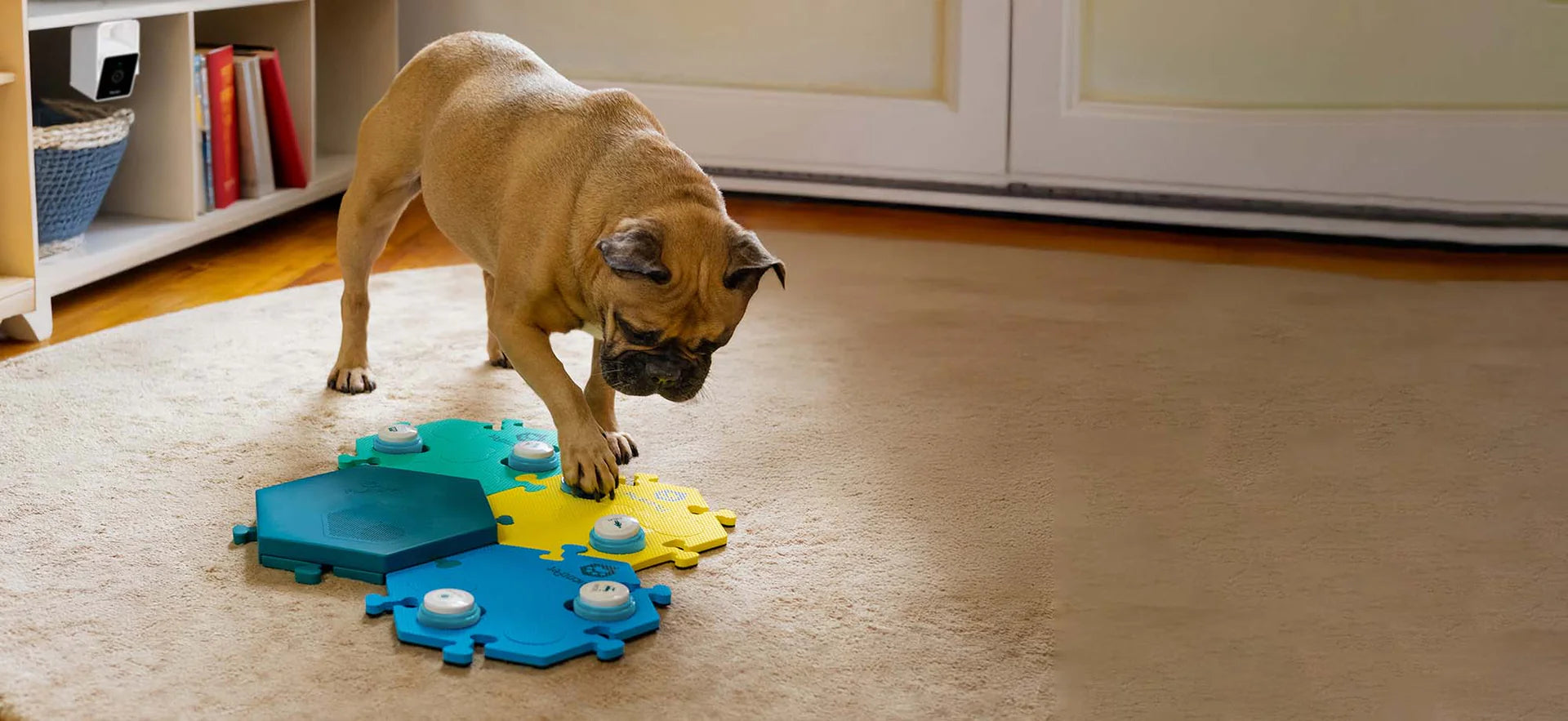 Dog Pressing on FluentPet Connect while being filmed with PetCube Camera