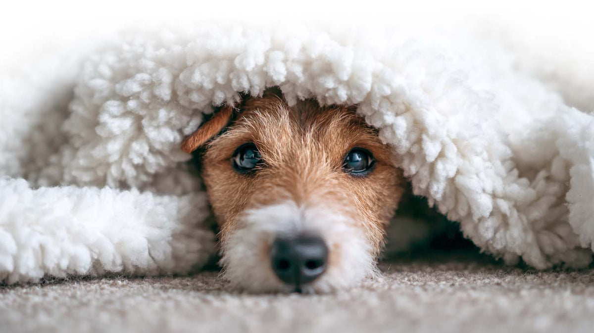 Small dog under a blanket