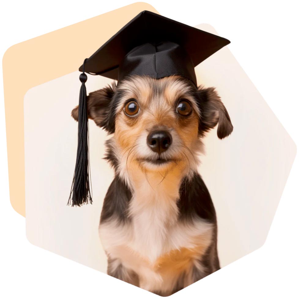 Small Dog with a University HAt