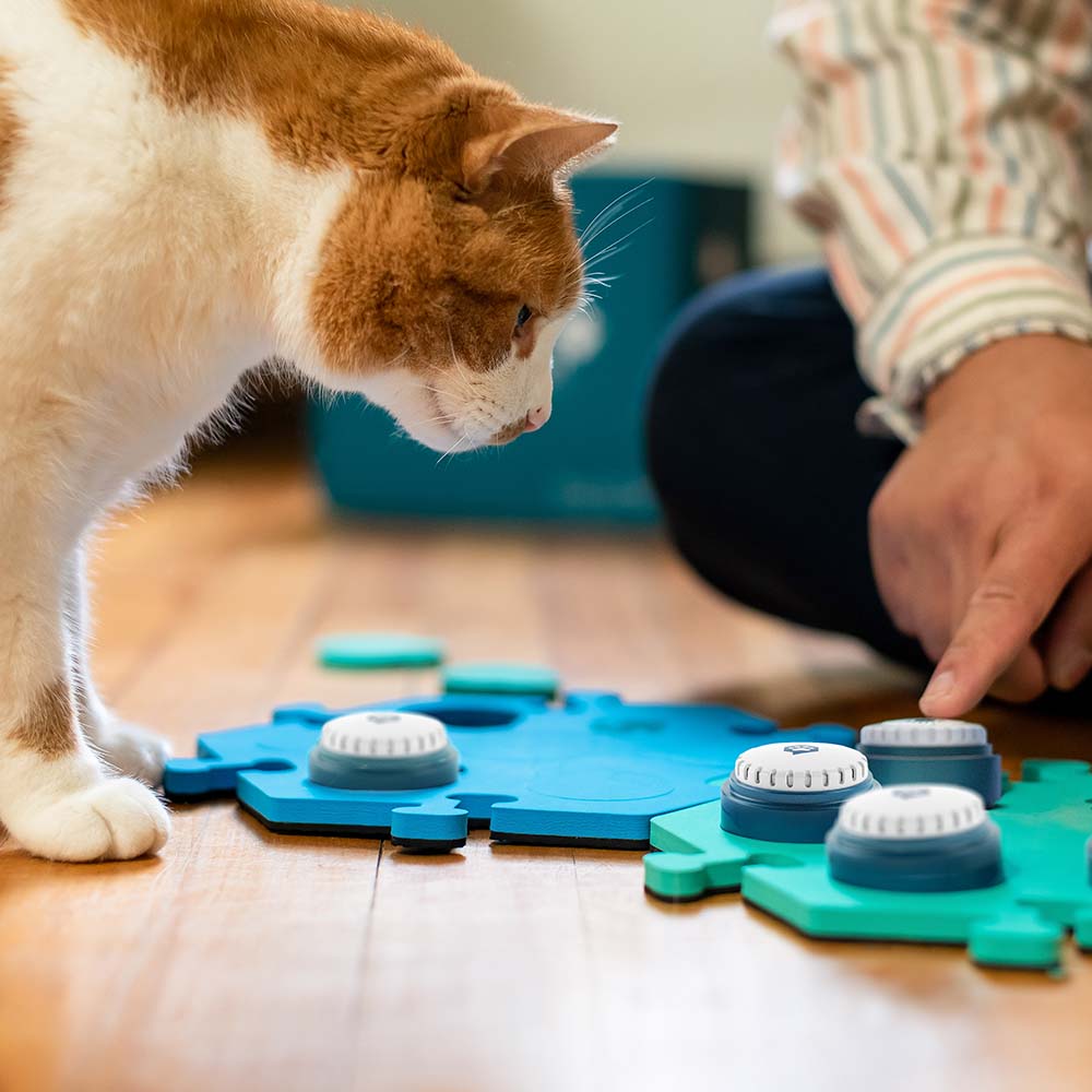Cat looking at cat talking buttons