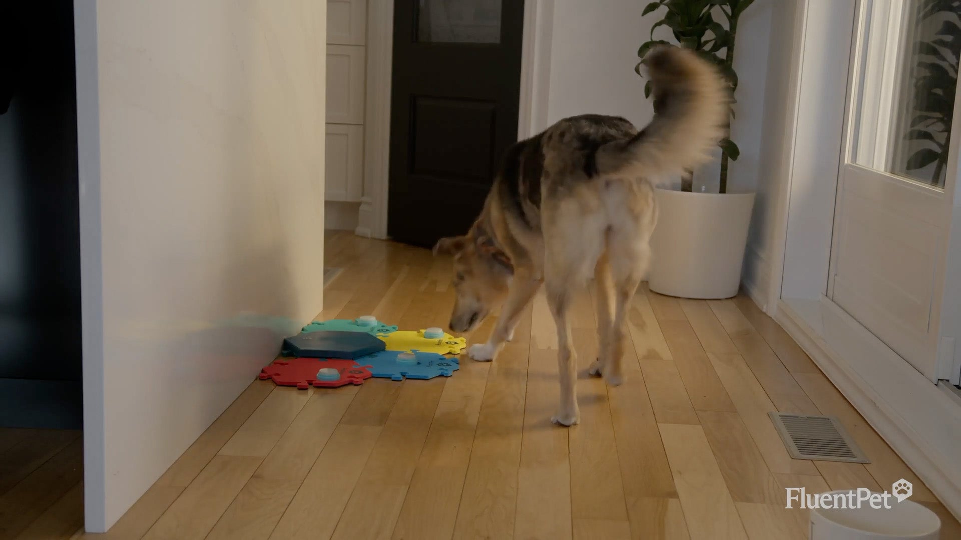 A dog goes to his FluentPet Connect System to press a Dog Talking Button.