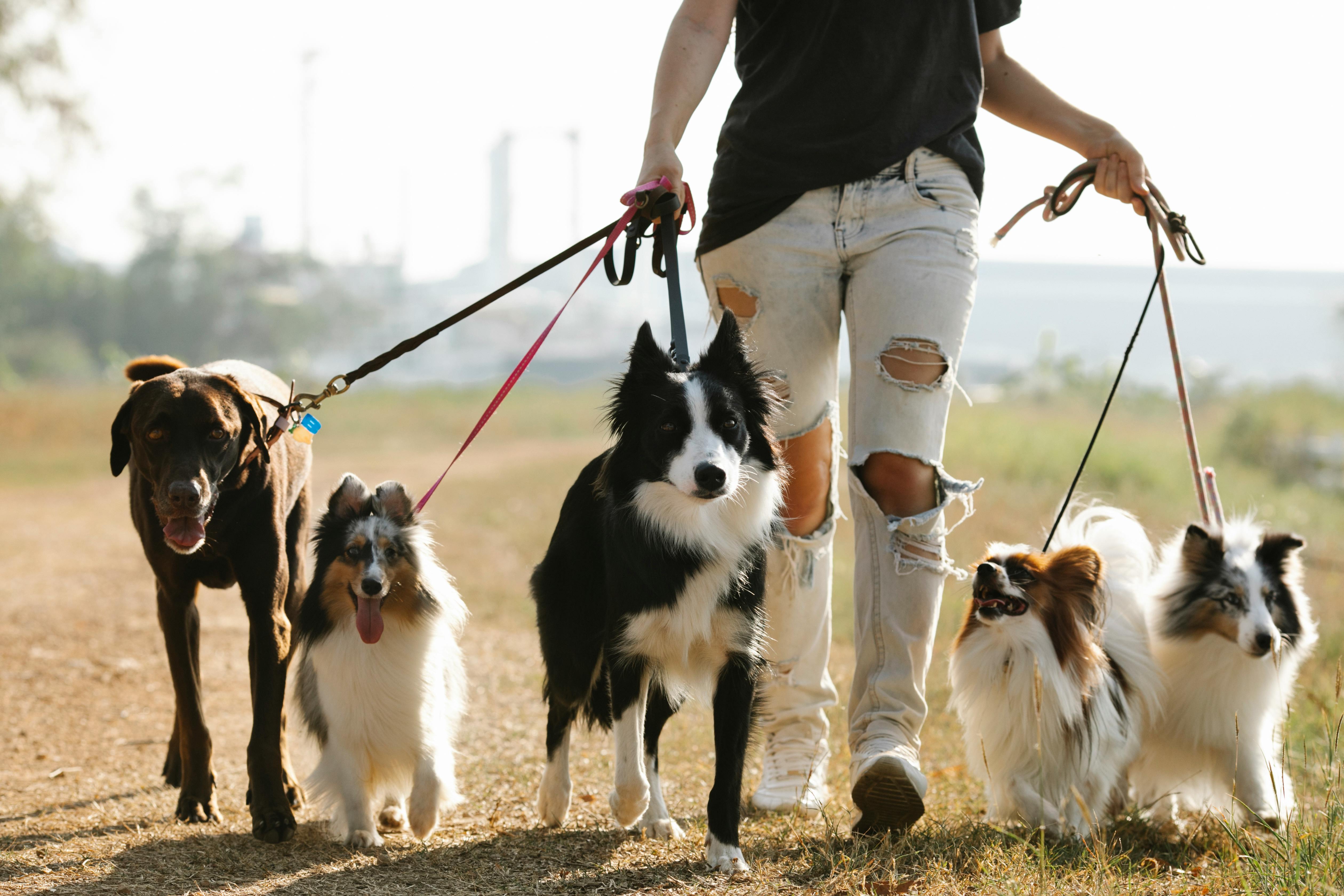 How Breed May Influence Your Dog’s Learning Style