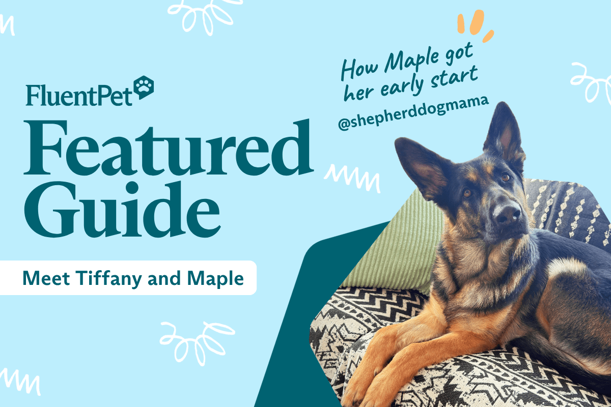 Meet Tiffany and Maple,  a German Shepherd who started their button journey at just 3 months old.