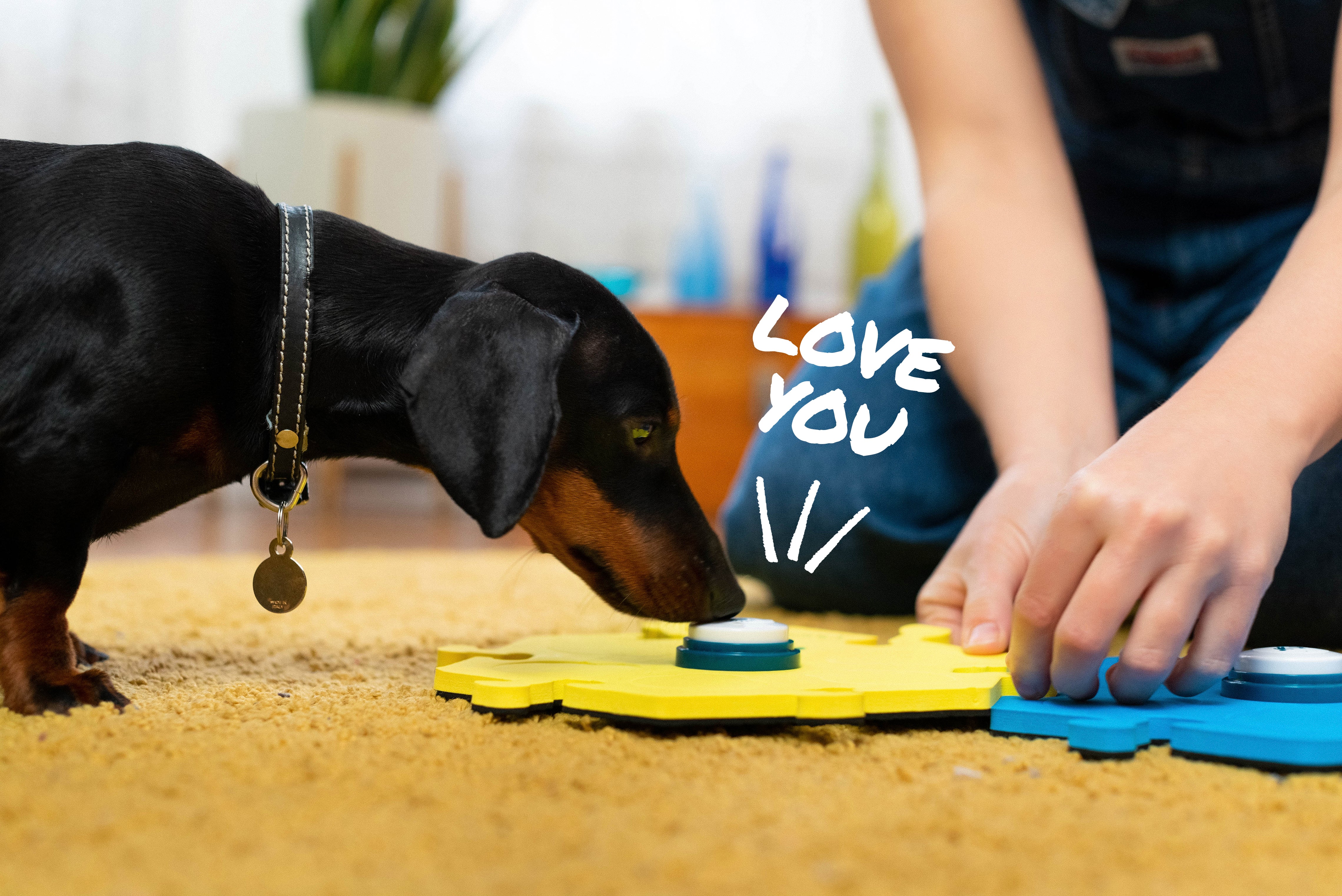 Dogs' favorite words and how to teach them