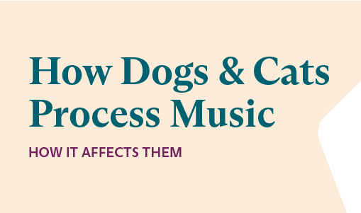 Sing Us a Song, You’re the Piano Dog…
