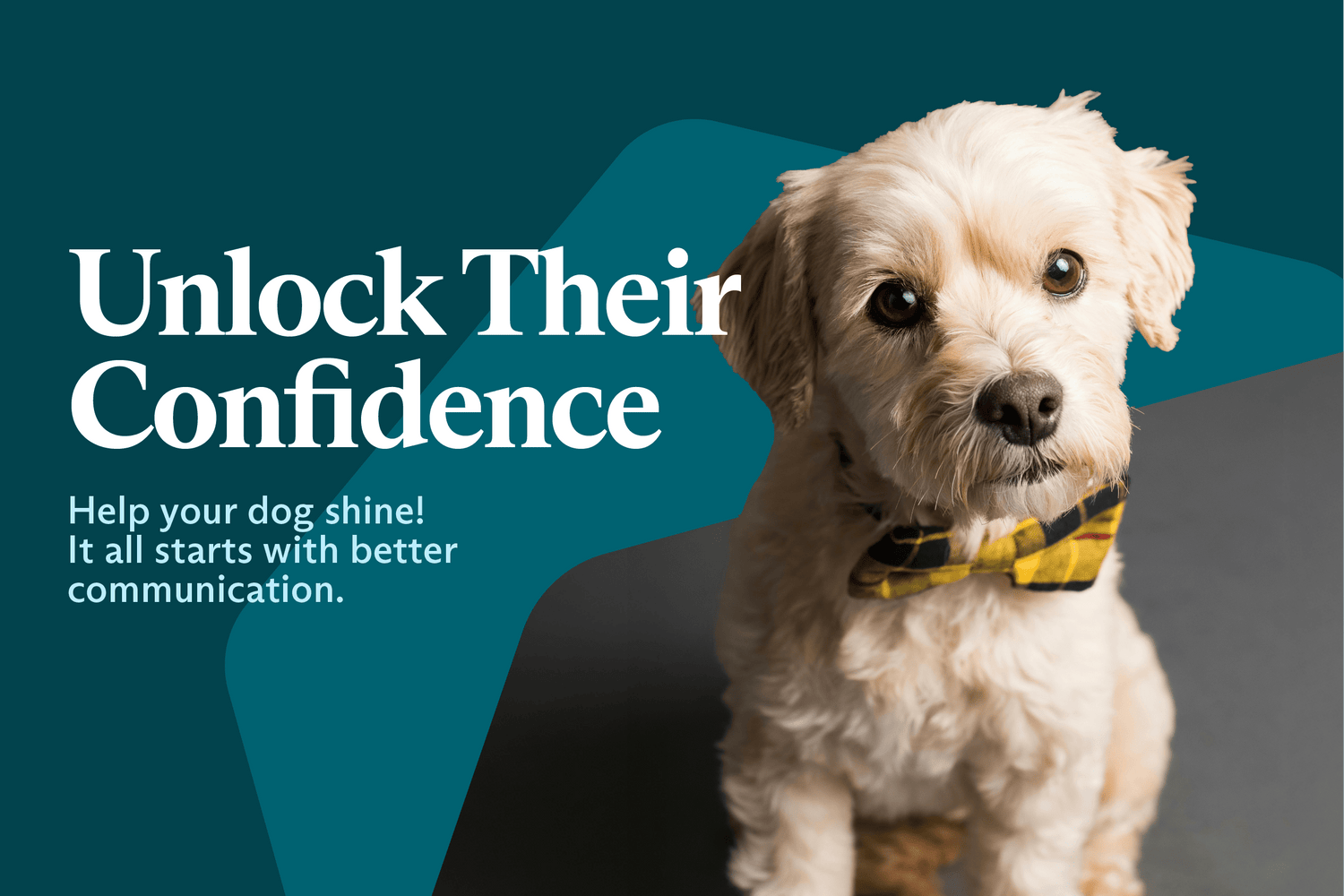 Is Your Dog Ready to Shine?