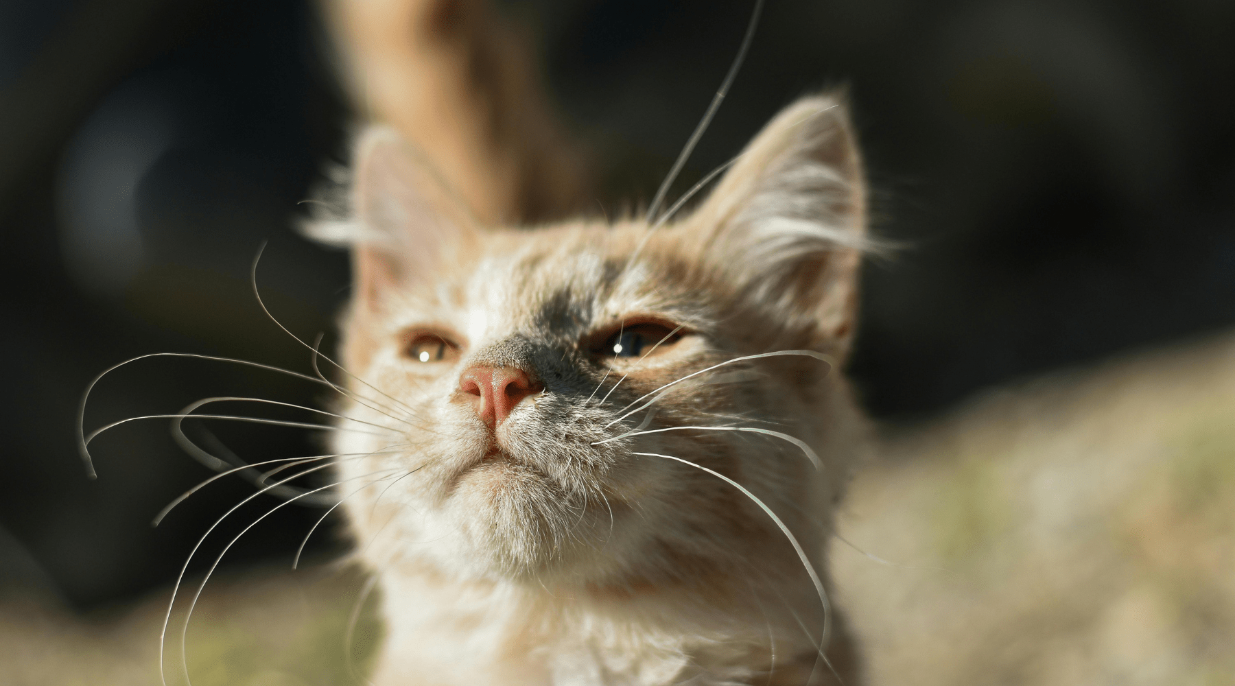 Have Safe Summer Fun With Your Dogs and Cats