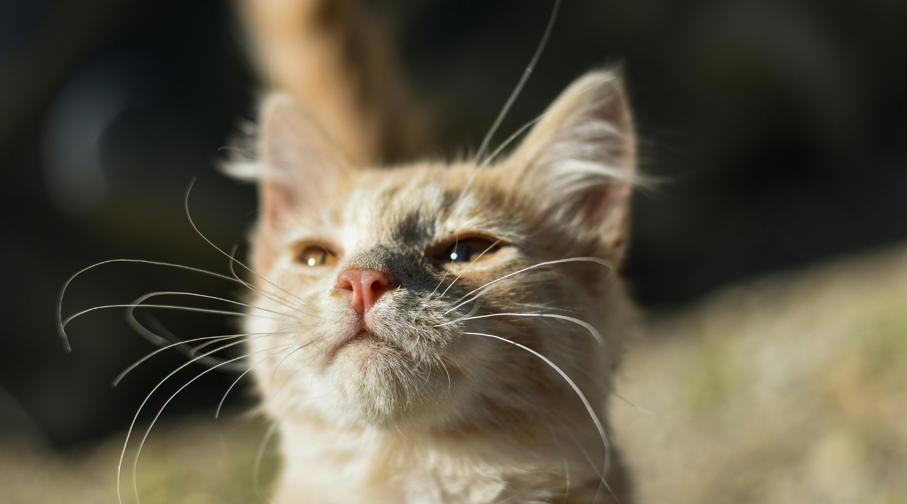 Have Safe Summer Fun With Your Dogs and Cats