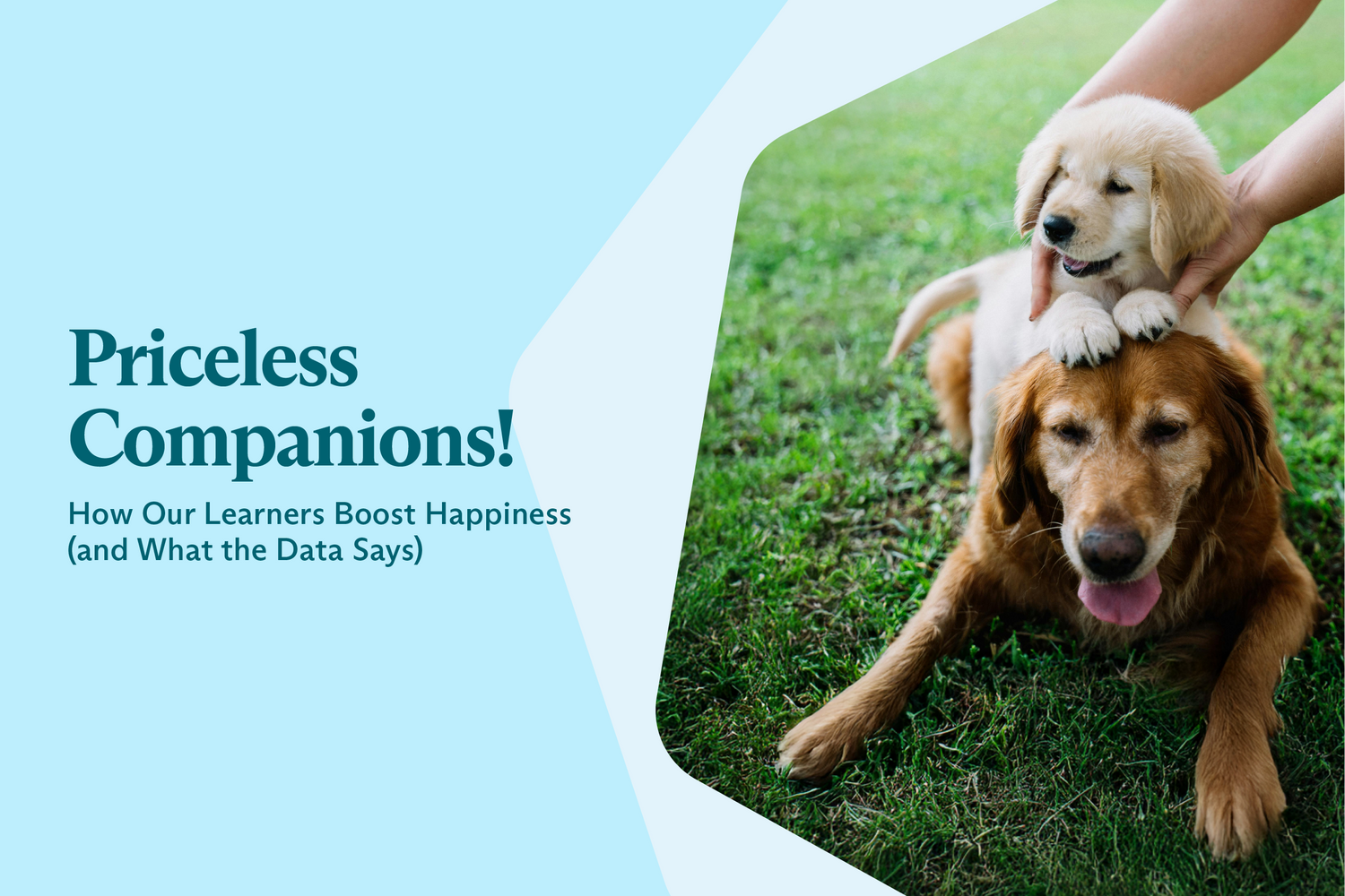Priceless Companions