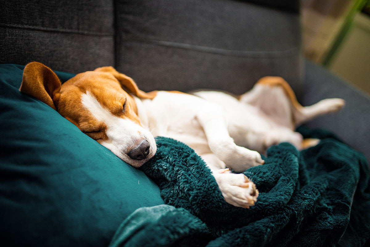 Do dogs dream? If so, what do they dream of?