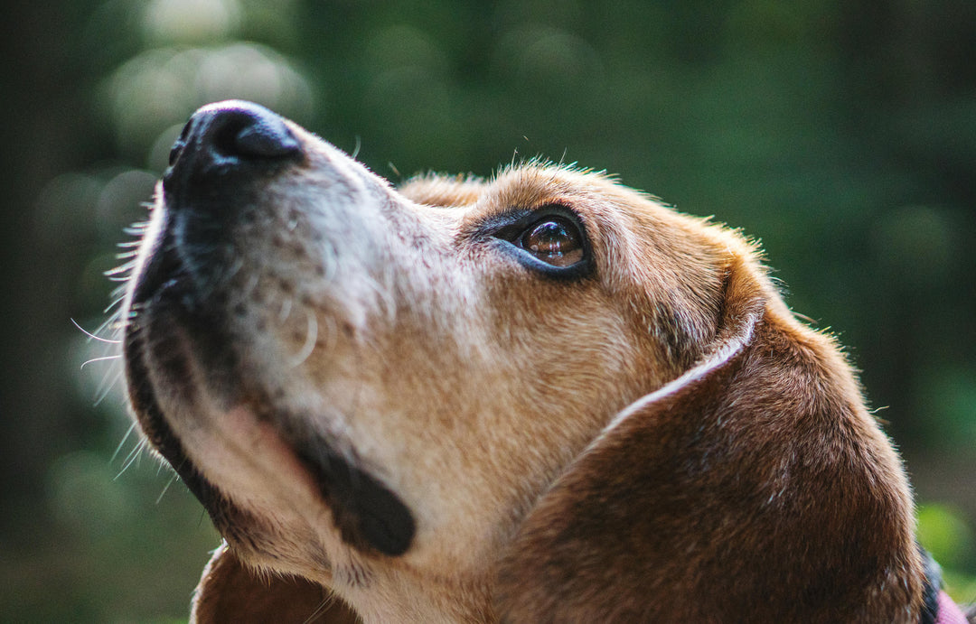 Get Inside Dogs’ Minds by Paying Attention to Their Noses