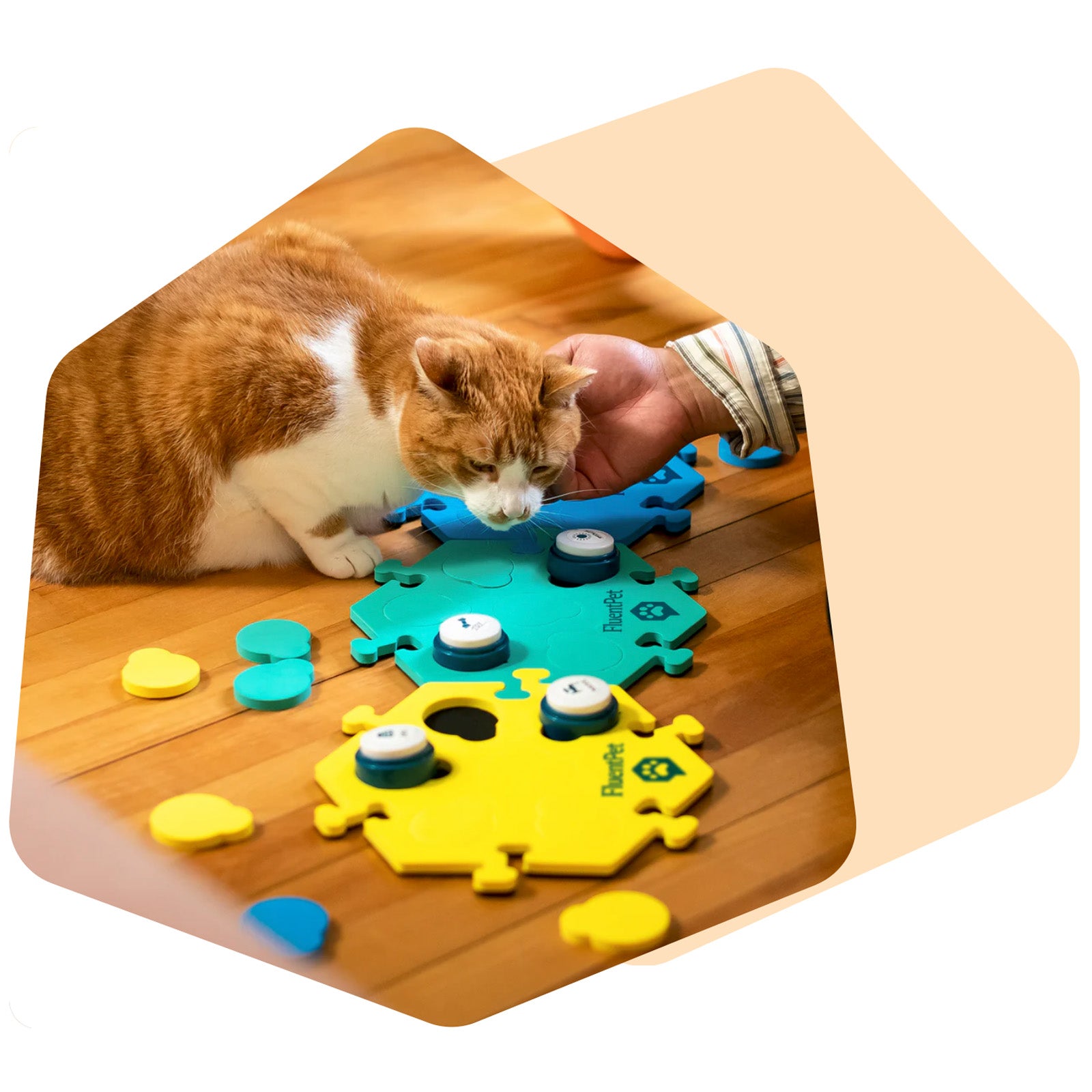 When your cat presses a button, respond appropriately to let them know you understand. This helps your cat learn which button means which word or action.