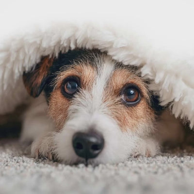 Small dog with anxiety hiding under a blanket