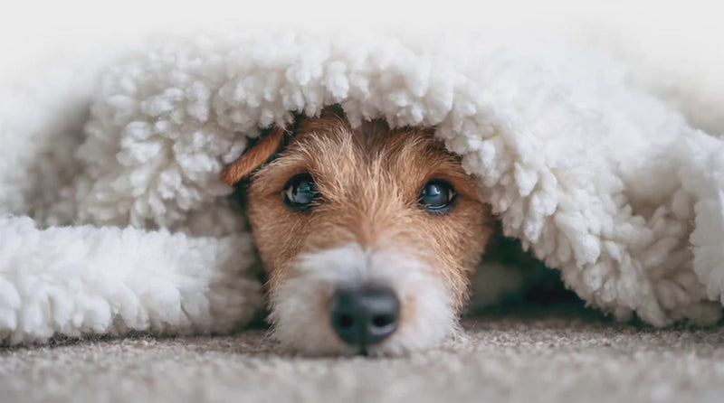 Small dog with anxiety hiding under a blanket