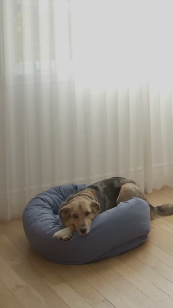 A women and her dog wake up in the morning. The dog goes downstairs and presses his FluentPet Dog Talking Button. The women wakes up when her phone beeps from her dog pressing the button. This video shows the FluentPet Connect Introduction.