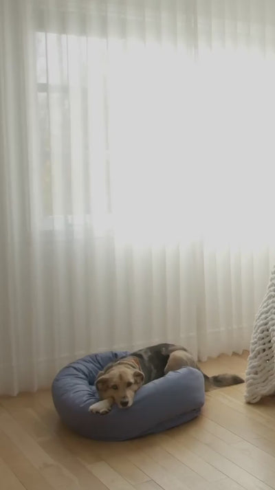 A women and her dog wake up in the morning. The dog goes downstairs and presses his FluentPet Dog Talking Button. The women wakes up when her phone beeps from her dog pressing the button. This video shows the FluentPet Connect Introduction.